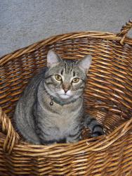 Lost Female Cat last seen 52nd and Idaho crystal MN 55428, Crystal, MN 55428