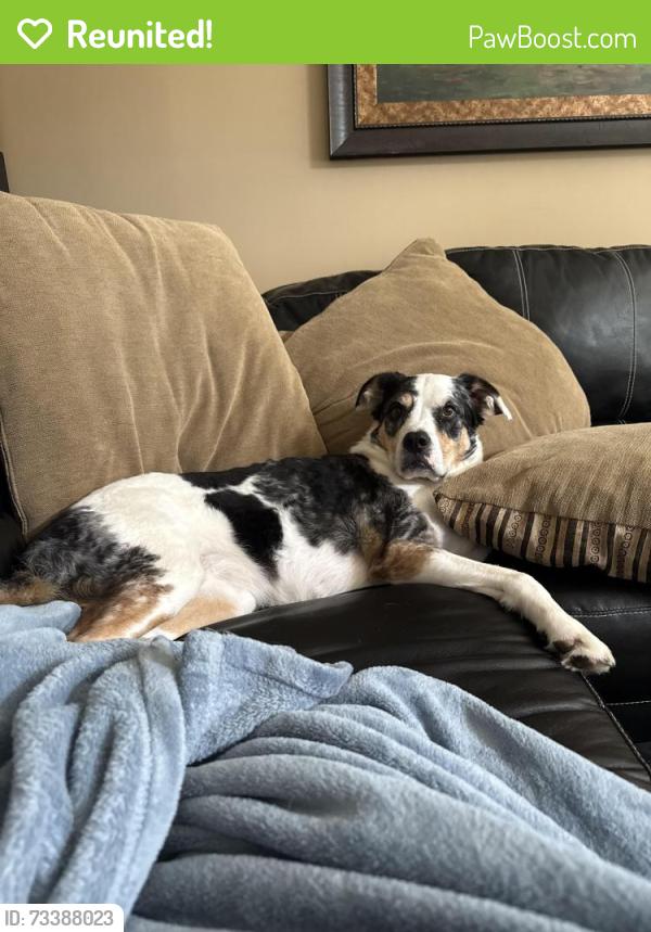Reunited Female Dog last seen Near Izzo Lane - off of paw creek, Charlotte, NC 28214