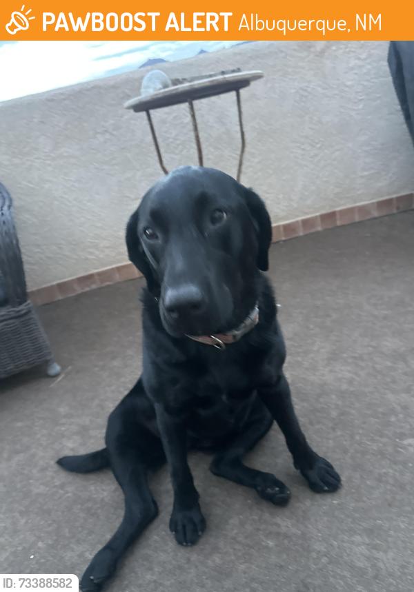 Found/Stray Female Dog last seen paseo del norte and browning, Albuquerque, NM 87122