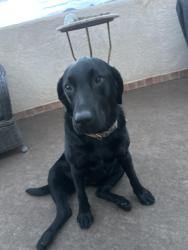 Found/Stray Female Dog last seen paseo del norte and browning, Albuquerque, NM 87122