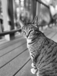 Lost Female Cat last seen Rockinghorse rd, Rancho Palos Verdes, CA 90275