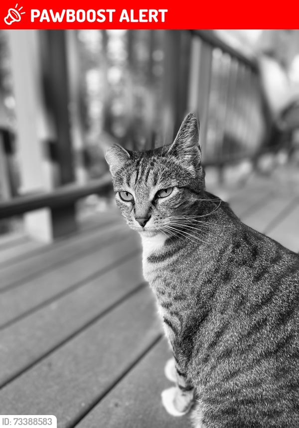Lost Female Cat last seen Rockinghorse rd, Rancho Palos Verdes, CA 90275