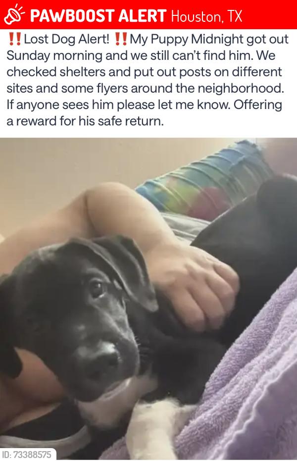 Lost Male Dog last seen Hwy3 and edgebrook, Houston, TX 77034