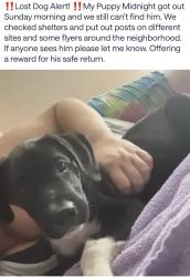 Lost Male Dog last seen Hwy3 and edgebrook, Houston, TX 77034
