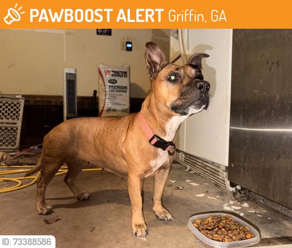 Found/Stray Female Dog last seen Evans rd, Griffin, GA 30223