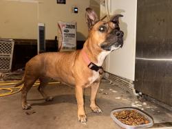 Found/Stray Female Dog last seen Evans rd, Griffin, GA 30223