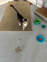 Lost Female Cat last seen Phlox Lane and Homewood Circle, Collegedale, TN 37363