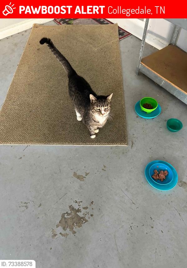 Lost Female Cat last seen Phlox Lane and Homewood Circle, Collegedale, TN 37363