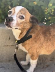 Reunited Female Dog last seen Lenawee ave and bowcroft st, Los Angeles, CA 90016
