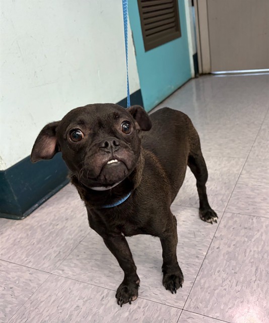 Shelter Stray Male Dog last seen , 4275 Elton St, Baldwin Park, CA 91706, USA