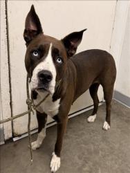 Shelter Stray Female Dog last seen , 1850 W 60th St, Los Angeles, CA 90047, USA