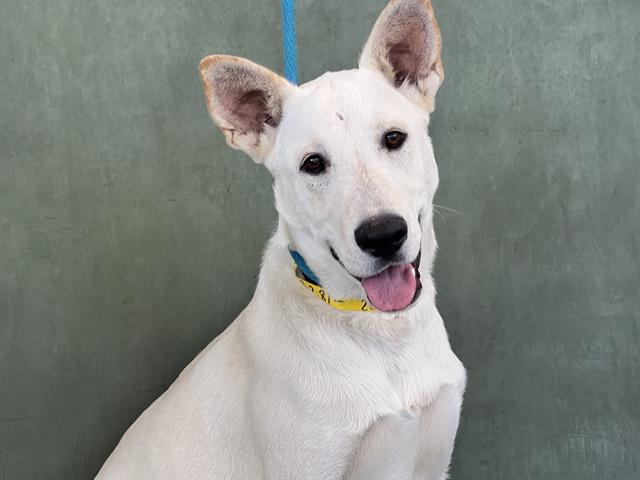 Shelter Stray Male Dog last seen , 14409 Vanowen St, Van Nuys, CA 91405, USA