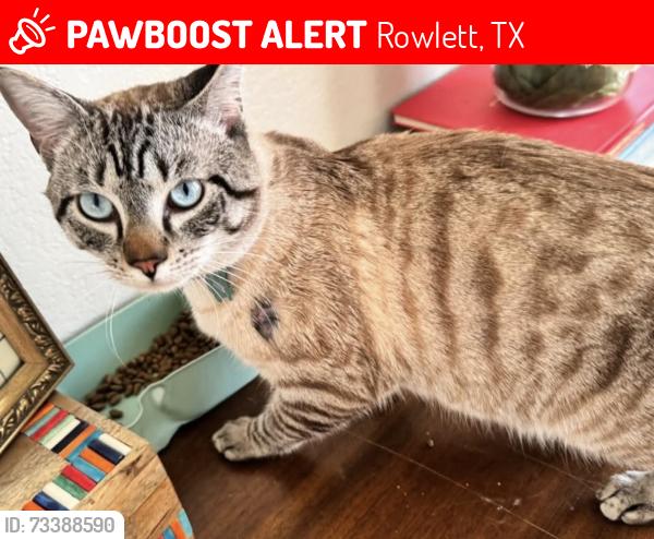 Lost Male Cat last seen Herfurth Elementary, Rowlett, TX 75088