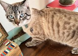 Lost Male Cat last seen Herfurth Elementary, Rowlett, TX 75088