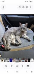 Lost Male Cat last seen Long Grove Drive Building 1500 and 1600, Mount Pleasant, SC 29464