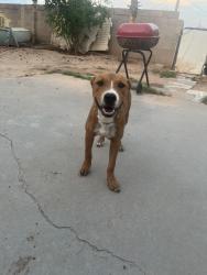 Found/Stray Male Dog last seen Near Henderson pl, El Paso, TX 79907