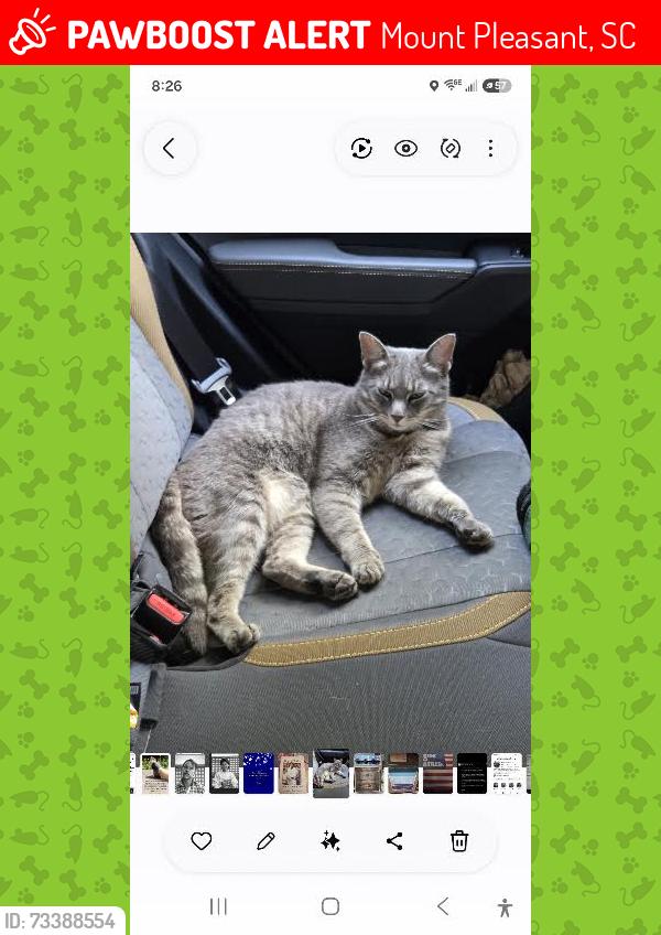 Lost Male Cat last seen Long Grove Drive Building 1500 and 1600, Mount Pleasant, SC 29464