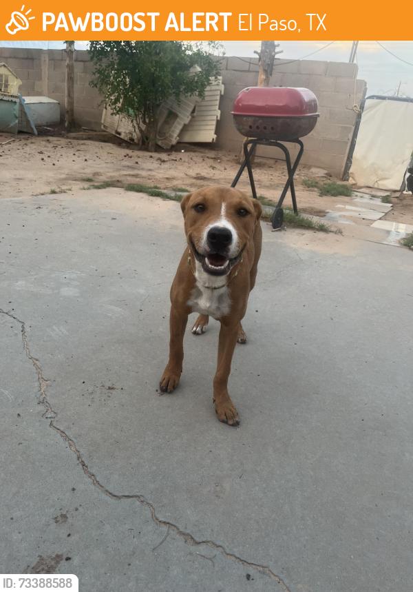 Found/Stray Male Dog last seen Near Henderson pl, El Paso, TX 79907