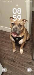 Lost Male Dog last seen Winchester blvd,Santa clara., Santa Clara, CA 95050