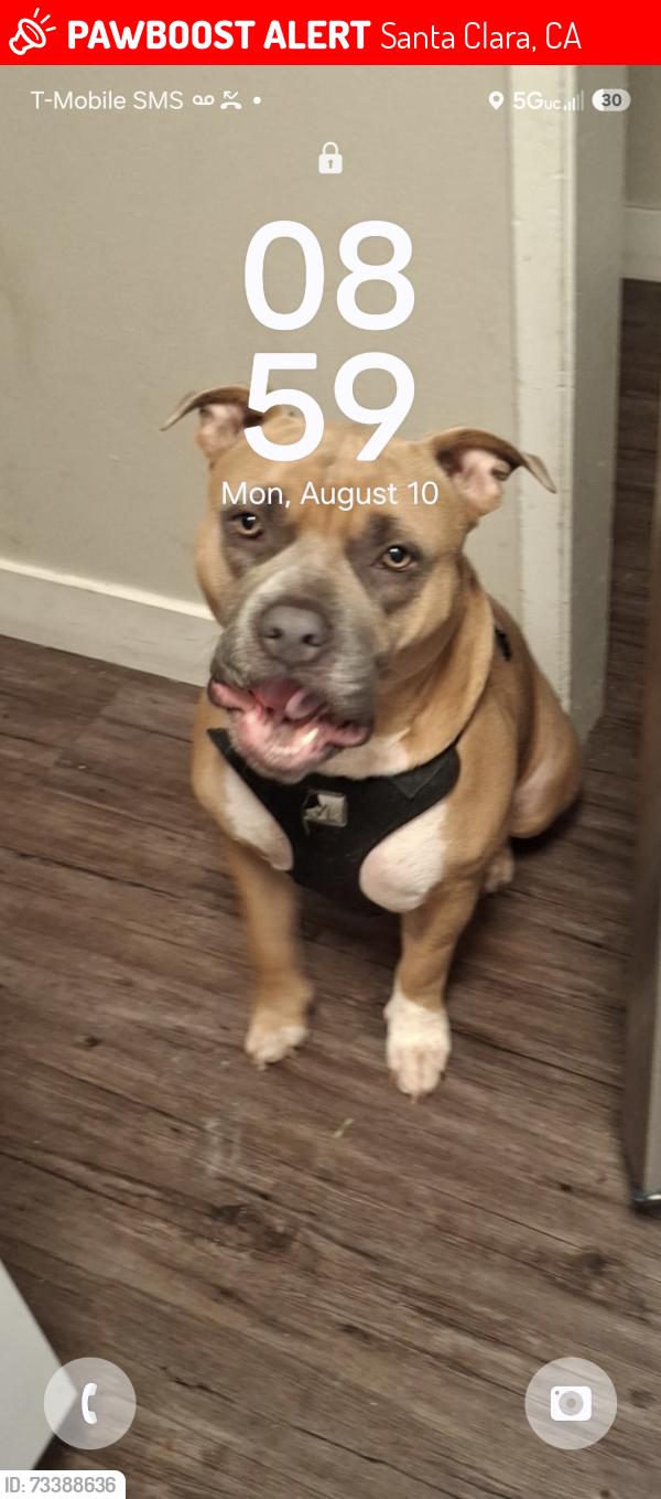 Lost Male Dog last seen Winchester blvd,Santa clara., Santa Clara, CA 95050