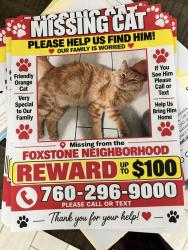 Lost Male Cat last seen Rosedale st, Indio, CA 92201