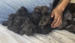 Lost Male Dog last seen 11St E Ave Q-12, Palmdale, CA 93550