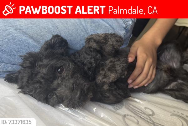 Lost Male Dog last seen 11St E Ave Q-12, Palmdale, CA 93550