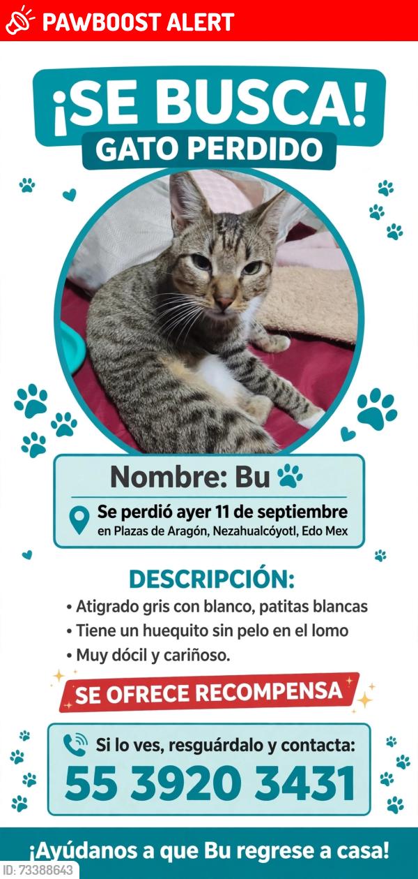 Lost Male Cat last seen Plazuela 12 y plazuela 16, Ciudad Nezahualcóyotl, Méx. 57139