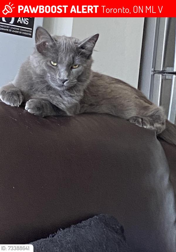 Lost Male Cat last seen Sheppard west and Jane, Toronto, ON M3L 1V1