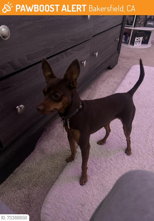 Found/Stray Male Dog last seen old river, Bakersfield, CA 93301