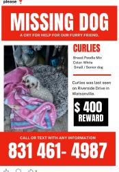 Lost Female Dog last seen Riverside drive ..Watsonville High School, Watsonville, CA 95076