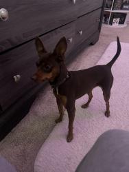 Found/Stray Male Dog last seen old river, Bakersfield, CA 93301