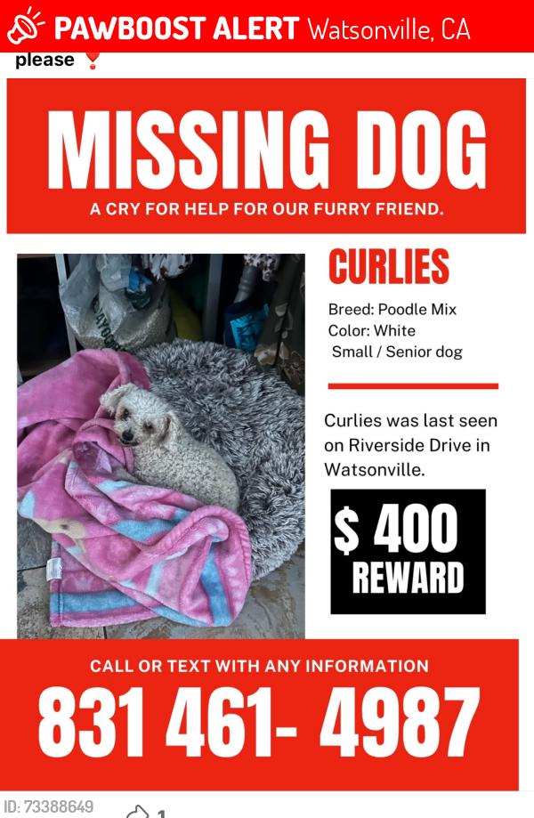 Lost Female Dog last seen Riverside drive ..Watsonville High School, Watsonville, CA 95076