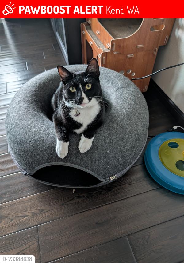 Lost Female Cat last seen 42nd Ave S and 252nd St S, Kent, WA 98032