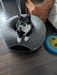 Lost Female Cat last seen 42nd Ave S and 252nd St S, Kent, WA 98032