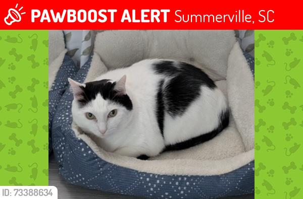 Lost Male Cat last seen Creekside mobile home park, Summerville, SC 29485