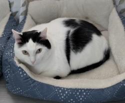 Lost Male Cat last seen Creekside mobile home park, Summerville, SC 29485
