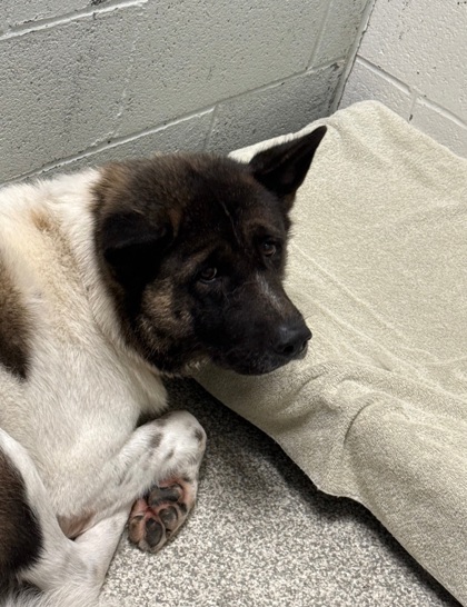 Shelter Stray Female Dog last seen Near Myrtle ave, 21217, MD, 2490 Giles Rd, Baltimore, MD 21225, USA