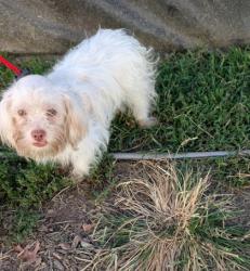 Shelter Stray Male Dog last seen Near Arunah ave, 21216, MD, 2490 Giles Rd, Baltimore, MD 21225, USA