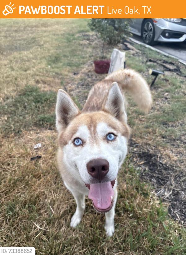 Found/Stray Male Dog last seen Live oak, Live Oak, TX 78233
