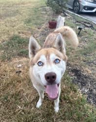 Found/Stray Male Dog last seen Live oak, Live Oak, TX 78233