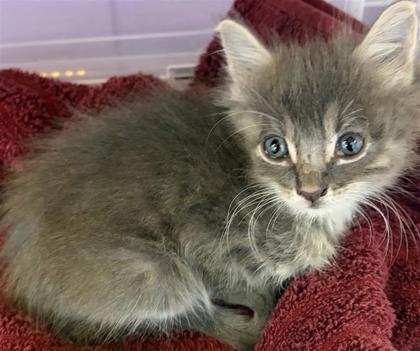 Shelter Stray Male Cat last seen Near Vista del Sol Dr, CITY of El Paso, TX, 5001 Fred Wilson Ave, El Paso, TX 79906, USA