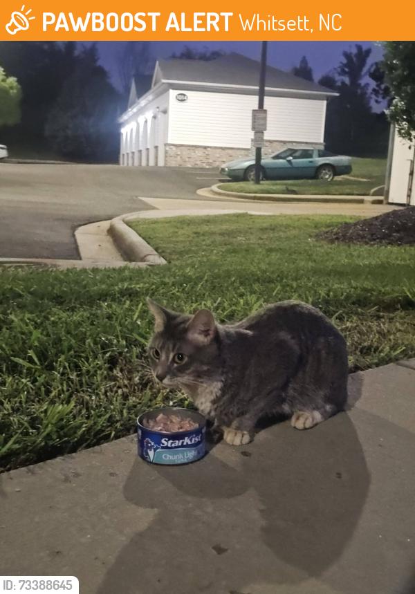 Found/Stray Unknown Cat last seen Fairway Village apmts, Whitsett, NC 27377