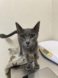 Shelter Stray Female Cat last seen Smith Lane and Beatriz Ln, Brazos County, TX, 5359 Leonard Rd, Bryan, TX 77807, USA