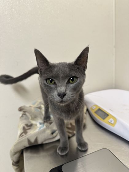 Shelter Stray Female Cat last seen Smith Lane and Beatriz Ln, Brazos County, TX, 5359 Leonard Rd, Bryan, TX 77807, USA