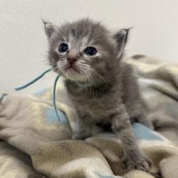 Shelter Stray Female Cat last seen Smith Lane and Beatriz Ln, Brazos County, TX, 5359 Leonard Rd, Bryan, TX 77807, USA