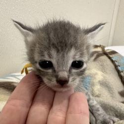 Shelter Stray Female Cat last seen Smith Lane and Beatriz Ln, Brazos County, TX, 5359 Leonard Rd, Bryan, TX 77807, USA