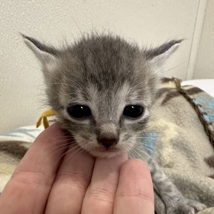 Shelter Stray Female Cat last seen Smith Lane and Beatriz Ln, Brazos County, TX, 5359 Leonard Rd, Bryan, TX 77807, USA
