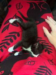 Shelter Stray Male Cat last seen Downtown, Memphis, TN, 935 Farm Rd, Memphis, TN 38134, USA