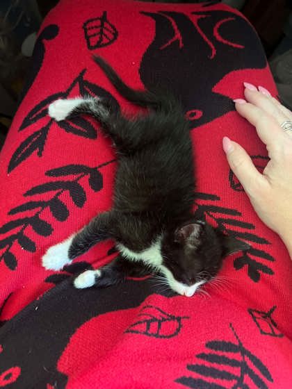 Shelter Stray Male Cat last seen Downtown, Memphis, TN, 935 Farm Rd, Memphis, TN 38134, USA